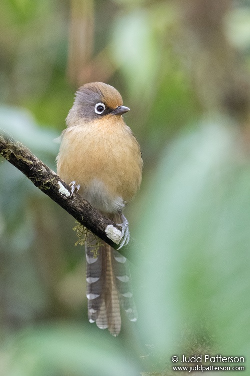Spectacled Barwing, Chiang Mai, Thailand